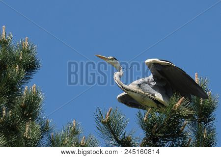 Great Blue Heron Standing The Green Tree