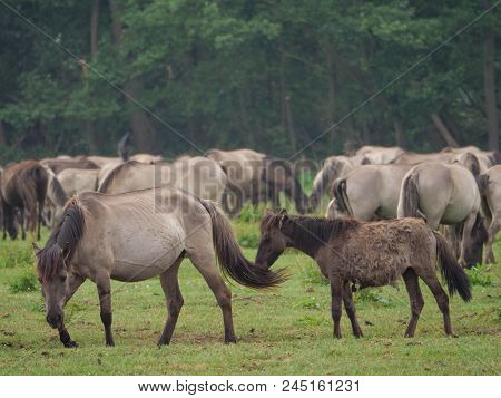 many wild horses in the german muensterland