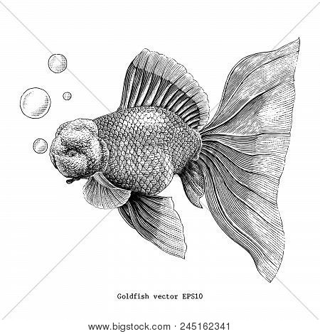 Goldfish Hand Drawing Vintage Engraving Illustration Clip Art