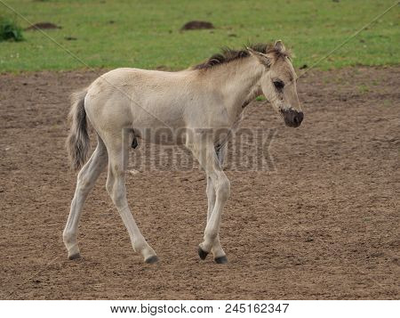 may wild horses in the german muensterand