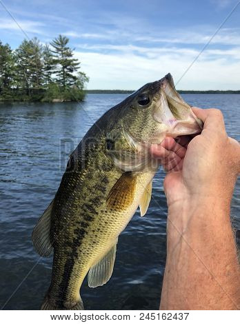 Fisherman Holding A Largemouth Bass With A Blue Sky And Lake As The Background