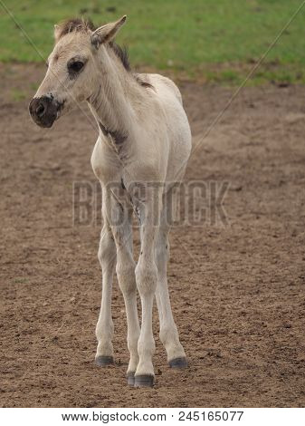 many willd horses in the german muensterland