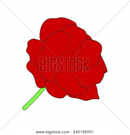Vector Illustration, Isolated Red Gloxinia Flower, Outline Hand Painted Drawing