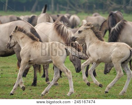 many wild horses in the german muensterland