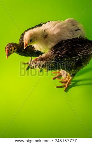 Young Adolescent Farm Chickens Roosters Studio Portrait