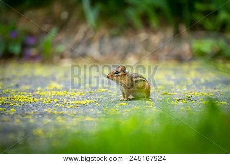North American Chipmunk Exploring The Driveway Early Spring