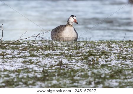 Canada Goose-hybride  (branta Canadagensis)