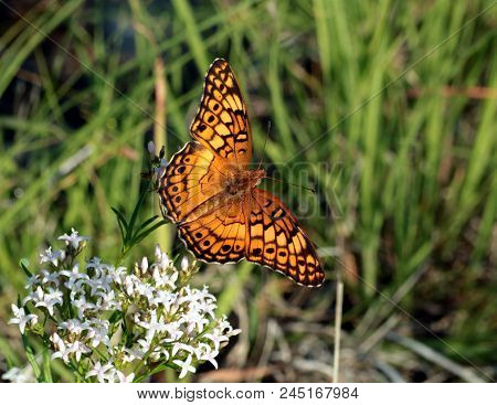 A Variegated Fritillary Butterfly, With Wings Spread, Sits On Tiny White Wildflowers In A Green Coun