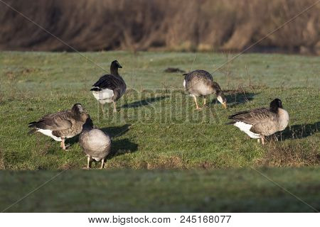 Canada Goose-hybride  (branta Canadagensis)