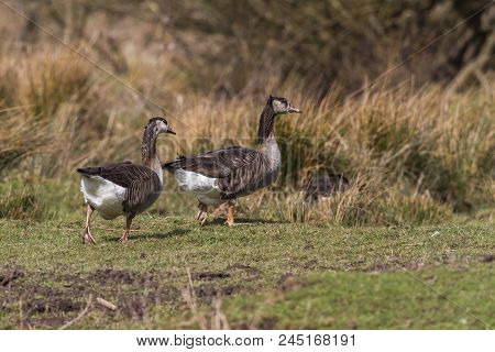Canada Goose-hybride  (branta Canadagensis)