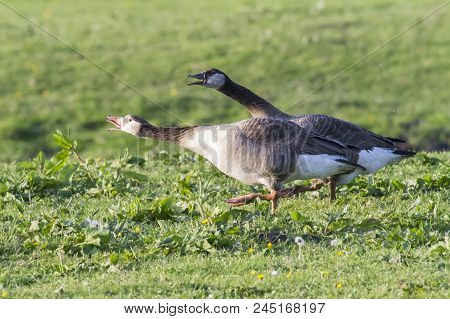 Canada Goose-hybride  (branta Canadagensis)