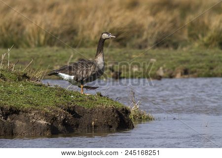 Canada Goose-hybride  (branta Canadagensis)