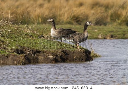 Canada Goose-hybride  (branta Canadagensis)