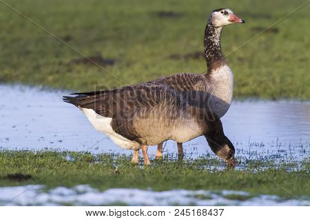 Canada Goose-hybride  (branta Canadagensis)