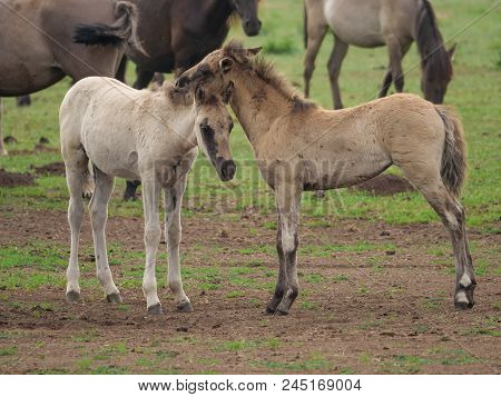 many wild horses in the german muensterland