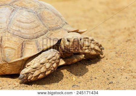 Very Large Turtle With Powerful Columnar Legs And A Relatively Small Head. Slow Life Of Land Tortois