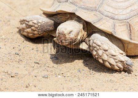Very Large Turtle With Powerful Columnar Legs And A Relatively Small Head. Slow Life Of Land Tortois