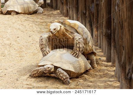 Mating Giant Gray Turtles. Very Large Turtle With Powerful Columnar Legs And Relatively Small Head.