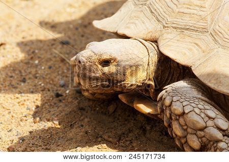 Very Large Turtle With Powerful Columnar Legs And A Relatively Small Head. Slow Life Of Land Tortois