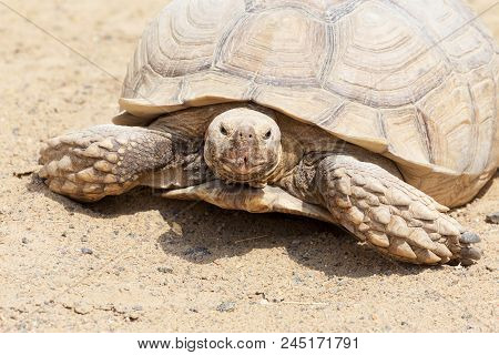 Very Large Turtle With Powerful Columnar Legs And A Relatively Small Head. Slow Life Of Land Tortois