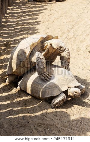 Mating Giant Gray Turtles. Very Large Turtle With Powerful Columnar Legs And Relatively Small Head.