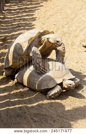 Mating Giant Gray Turtles. Very Large Turtle With Powerful Columnar Legs And Relatively Small Head.