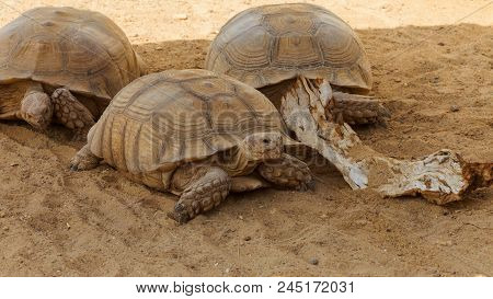 Very Large Turtle With Powerful Columnar Legs And A Relatively Small Head. Slow Life Of Land Tortois