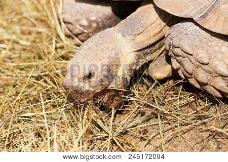 Very Large Turtle With Powerful Columnar Legs And A Relatively Small Head. Slow Life Of Land Tortois