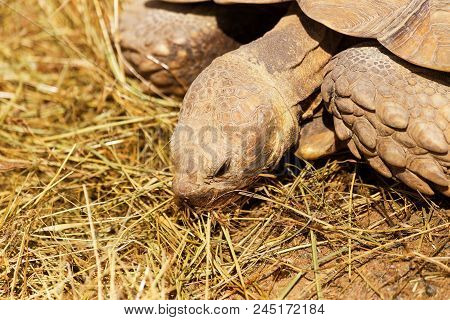 Very Large Turtle With Powerful Columnar Legs And A Relatively Small Head. Slow Life Of Land Tortois