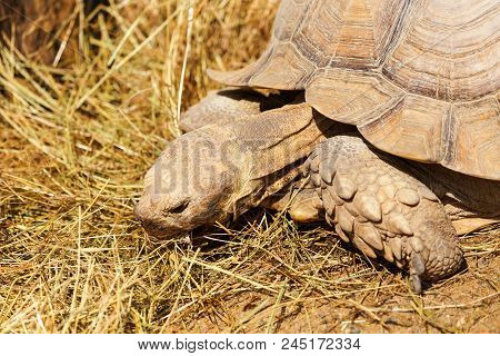 Very Large Turtle With Powerful Columnar Legs And A Relatively Small Head. Slow Life Of Land Tortois