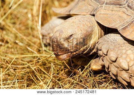 Very Large Turtle With Powerful Columnar Legs And A Relatively Small Head. Slow Life Of Land Tortois