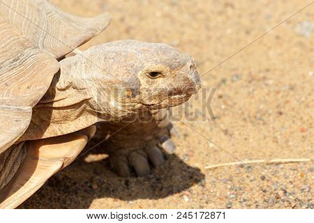 Very Large Turtle With Powerful Columnar Legs And A Relatively Small Head. Slow Life Of Land Tortois