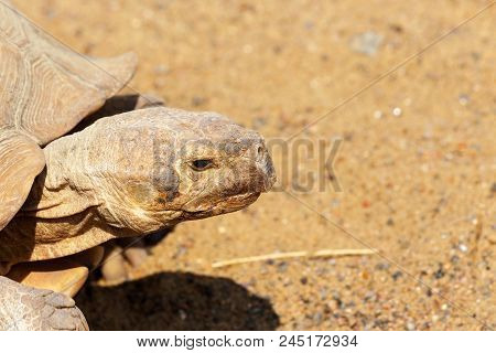 Very Large Turtle With Powerful Columnar Legs And A Relatively Small Head. Slow Life Of Land Tortois