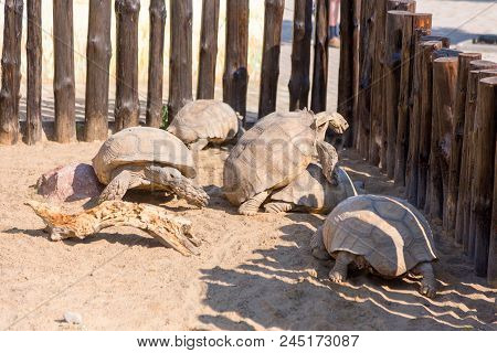 Mating Giant Gray Turtles. Very Large Turtle With Powerful Columnar Legs And Relatively Small Head.