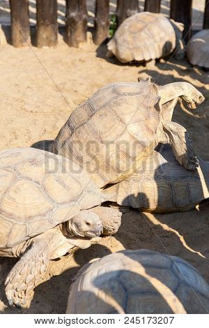 Mating Giant Gray Turtles. Very Large Turtle With Powerful Columnar Legs And Relatively Small Head.