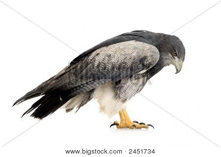 Kara göğüslü şahin-kartal () - Geranoaetus Melanoleucus