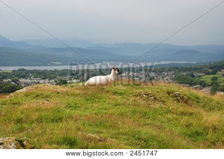 Sort ledes får udsigt over Th Etown i Windermere
