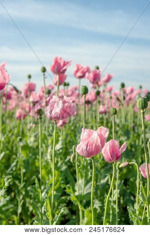 Close-up Of Pink Flowering Poppies In Different Flowering Stages: From Bud To Seed Box. The Image Wa