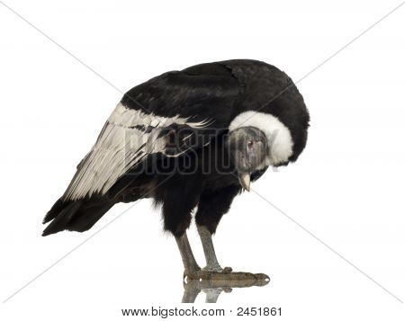 Andean Condor - Vultur Gryphus (15 ปี)