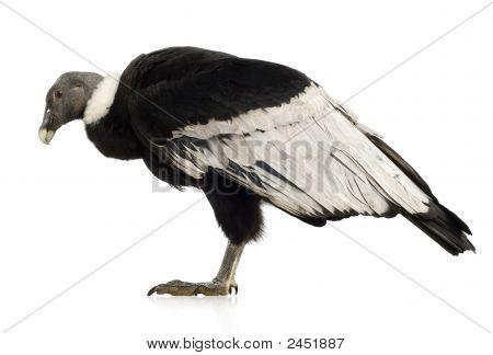 Andean Condor - Vultur Gryphus (15 ปี)