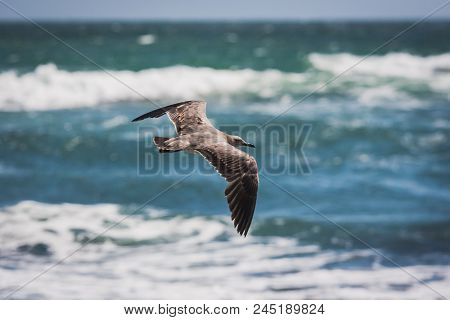 Grey Seagull Flying Over The Pacific Ocean In Paracas, Peru