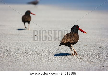 Black Oystercatchers (haematopus Ater) Walking On The Sand In Paracas, Peru