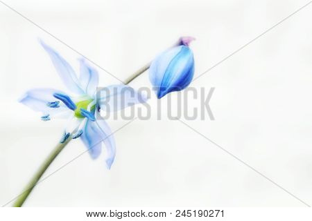 Blue Spring Scilla Delicate Flower With A Bud Light On The Heterogeneous White Background