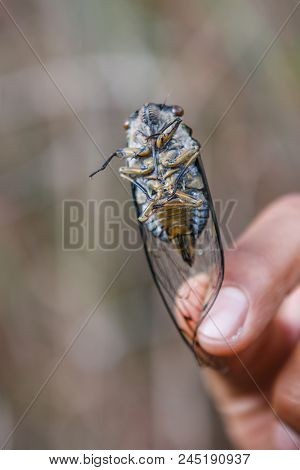 Picture Of A Huge Insect (cicada) Held Between Fingers, Inca Trail, Peru