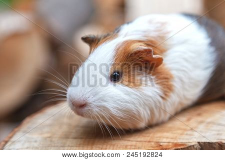 A Beautiful, Small White-red Guinea Pig Sits On A Sunny Day On A Stump. Daylight. Close-up