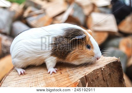 A Beautiful, Small White-red Guinea Pig Sits On A Sunny Day On A Stump. Daylight. Close-up