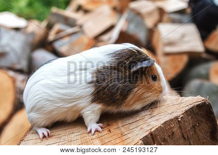 A Beautiful, Small White-red Guinea Pig Sits On A Sunny Day On A Stump. Daylight. Close-up