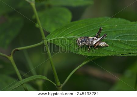 Grasshopper Brown On Green Leaf In Wild