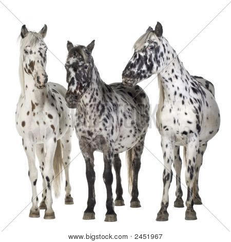 Appaloosa at
