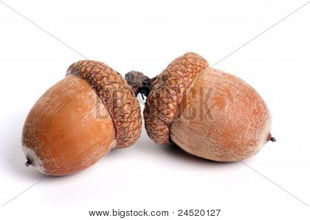 Acorns Isolated